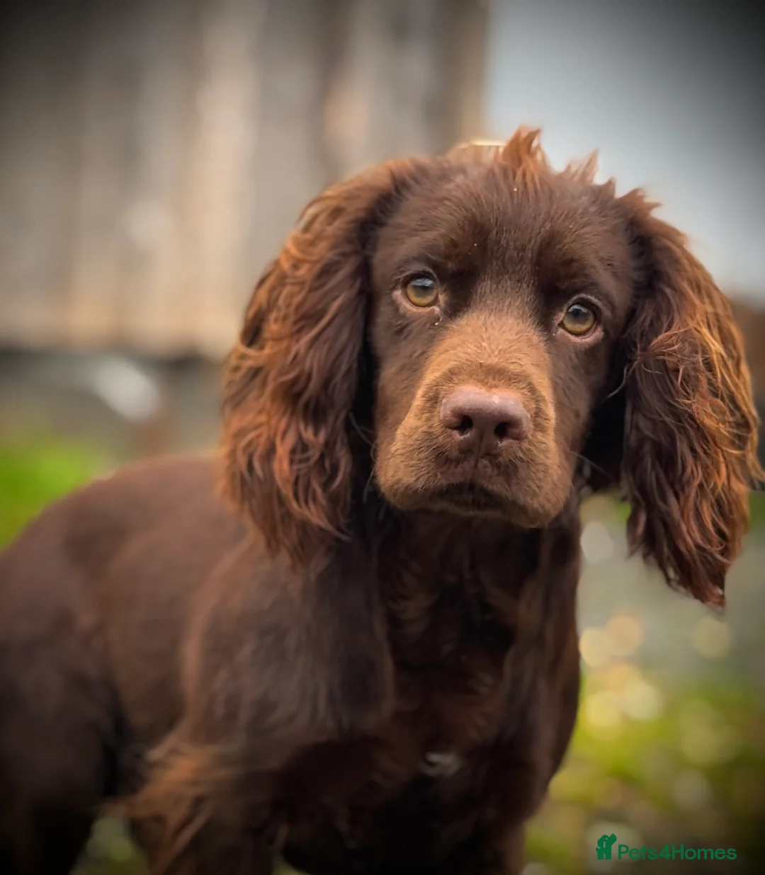 Cocker Spaniel dogs for stud: Chocolate cocker stud - Advert 1