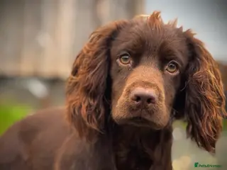 Cocker Spaniel dogs Chocolate cocker stud - Advert 18