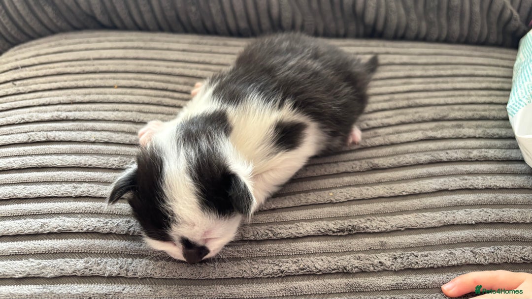 Mixed Breed cats for sale: Kittens  - Image 13