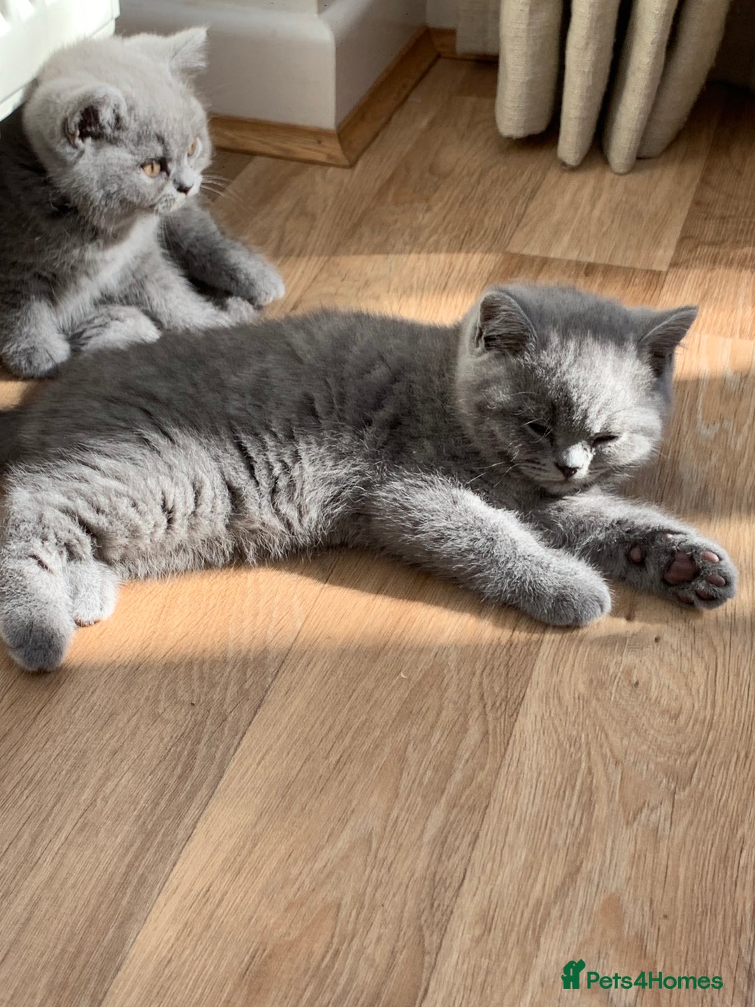 British Shorthair cats for sale: GCCF Pedigree Pure Blue British Shorthair - Advert 21