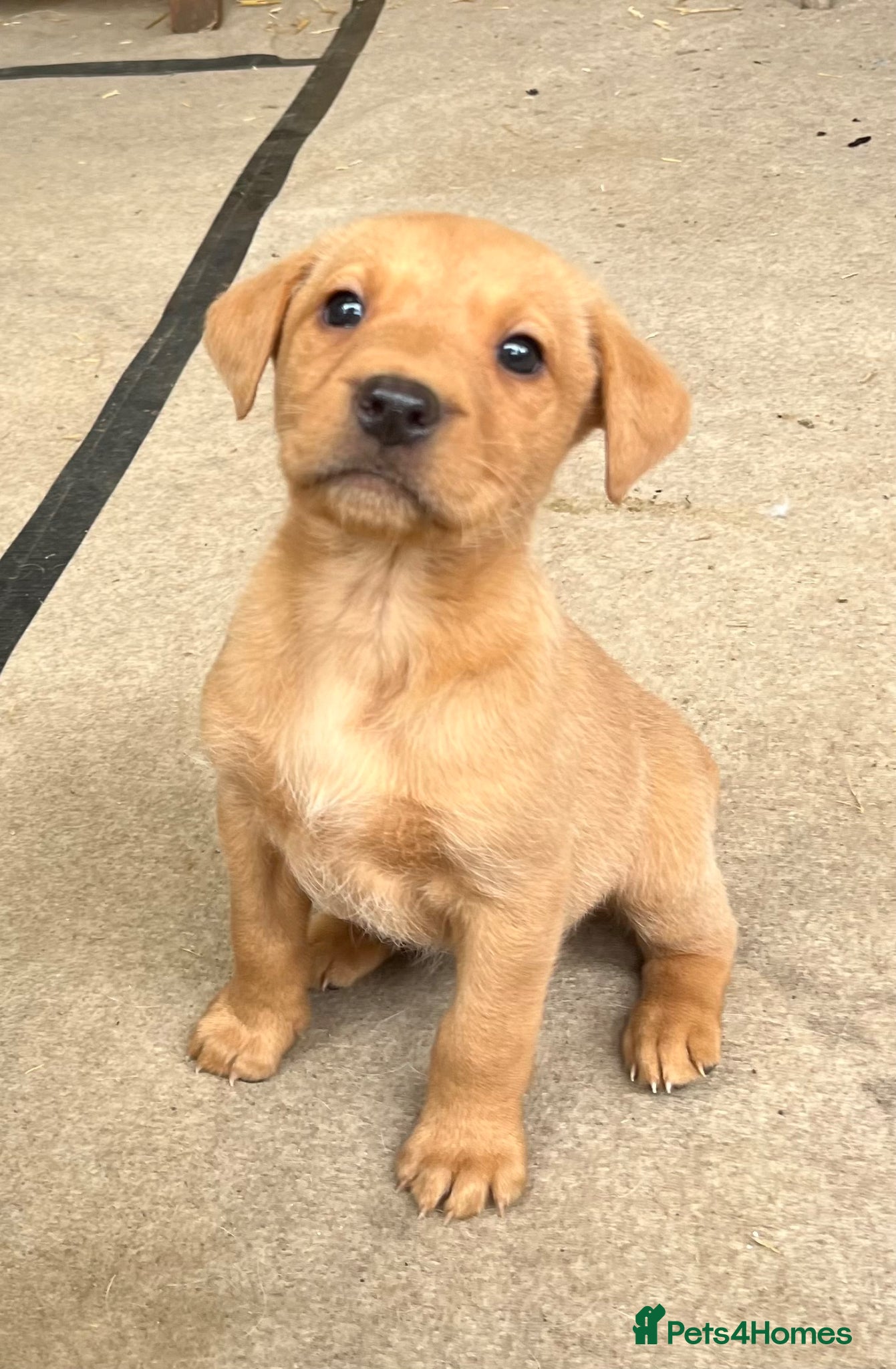 Labrador Retriever dogs for sale: Stunning fox red and yellow labradors - Advert 1