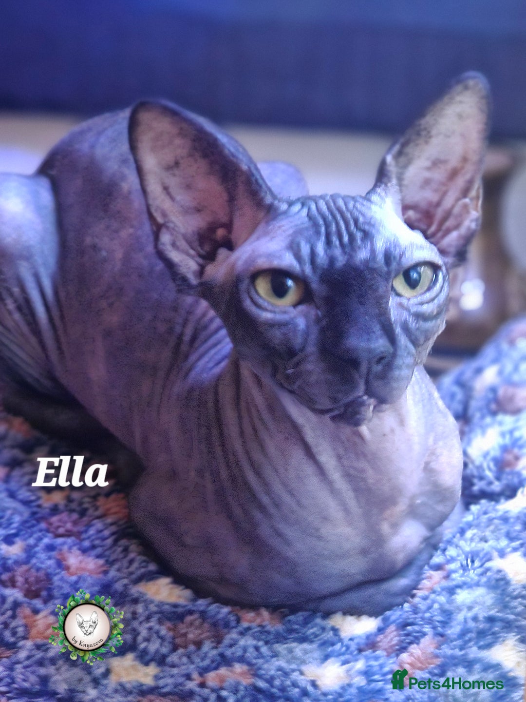 Sphynx cats for sale: Beautiful Canadian Sphynx 😍  - Advert 5