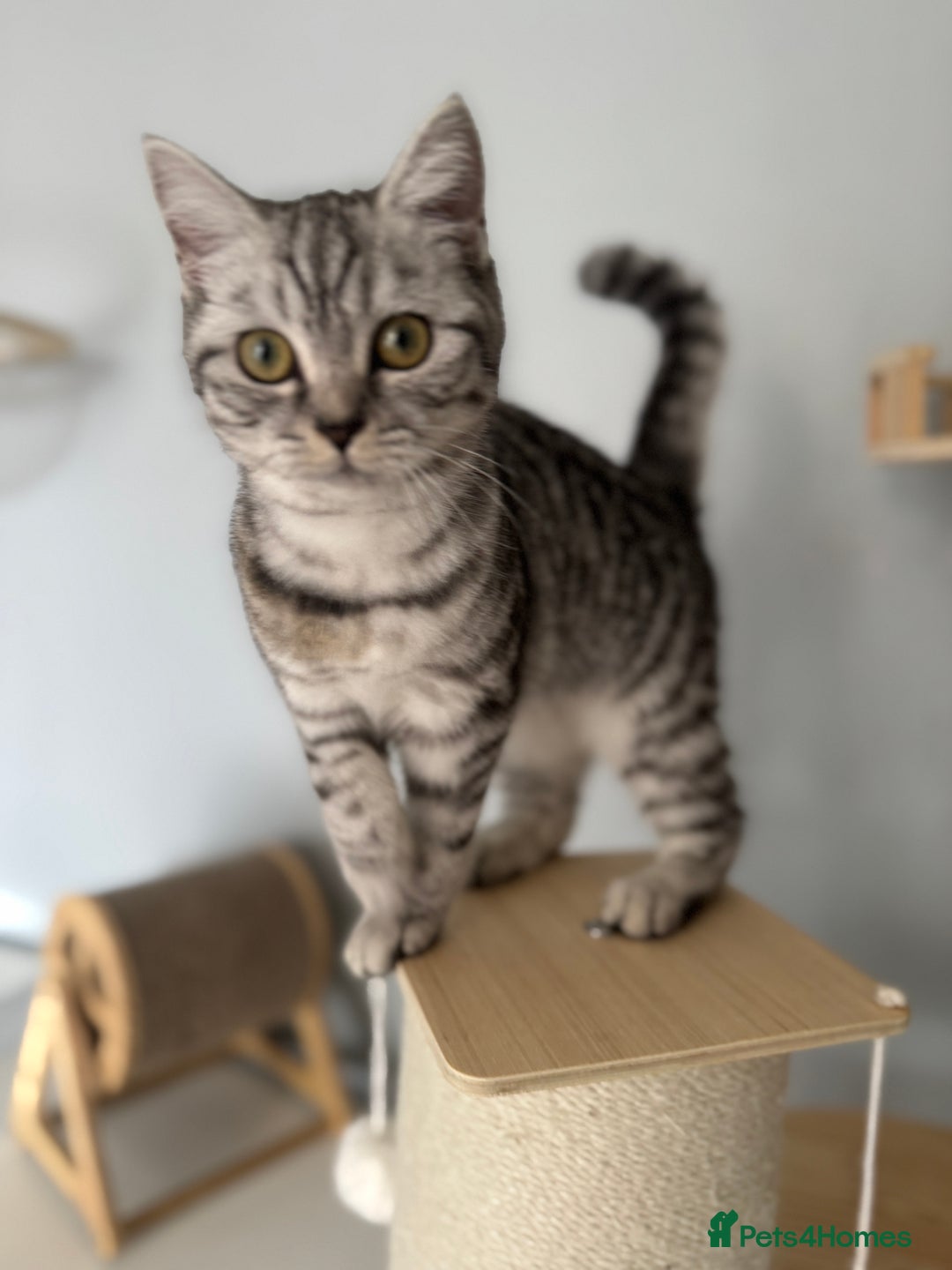 Scottish Fold cats for sale: Scottish Fold Kittens Ready for Permanent Homes ✨ - Image 23