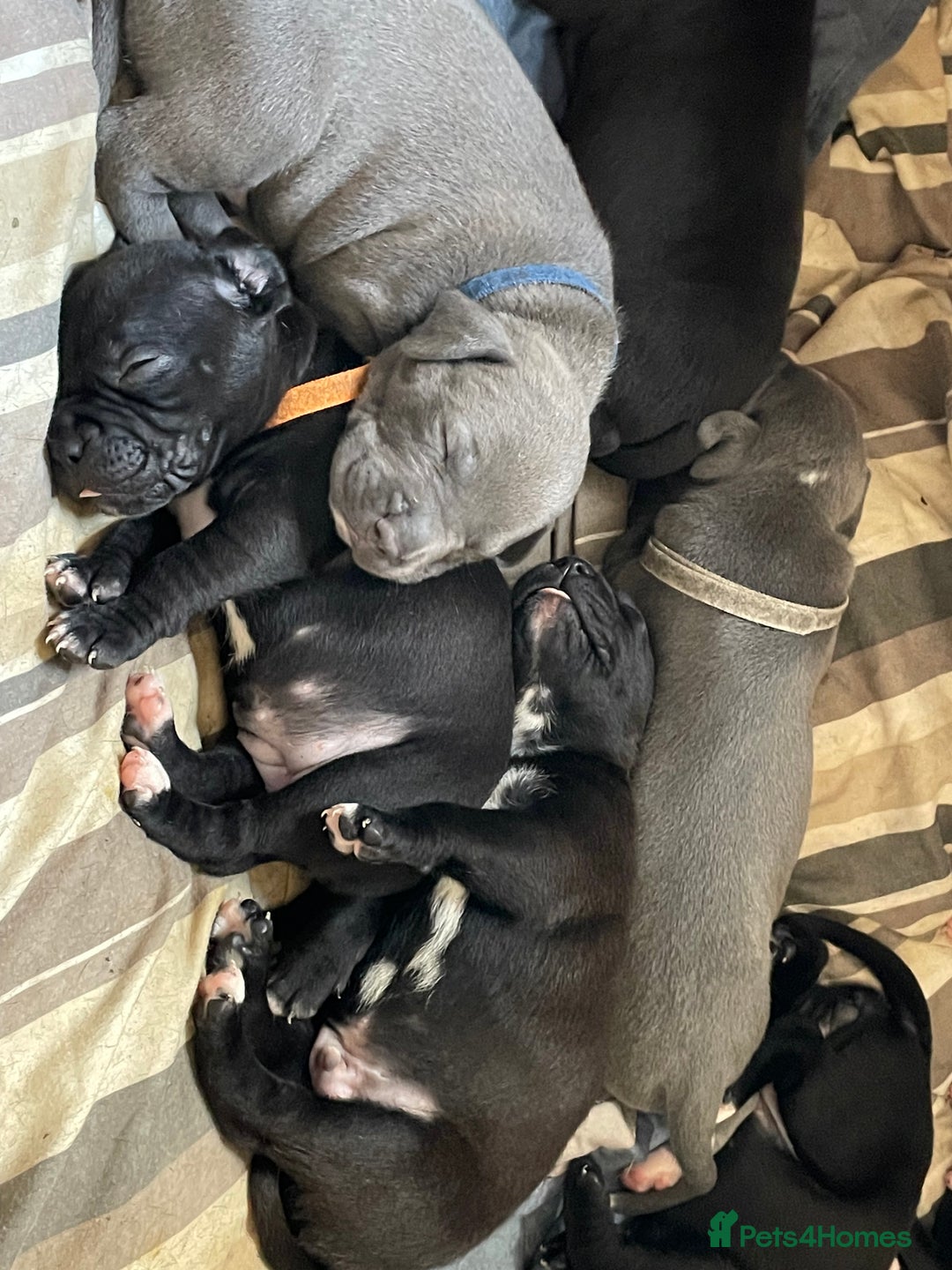 Staffordshire Bull Terrier dogs for sale: Original "Old-Blood" Black/Blue Staff pups *RARE* - Image 17