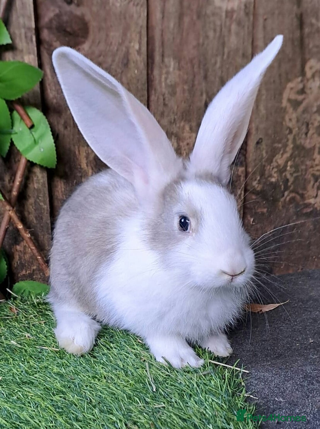 Continental Giant rabbits for sale: Continental Giant Babies  - Vaccinated - RESERVE  - Image 2