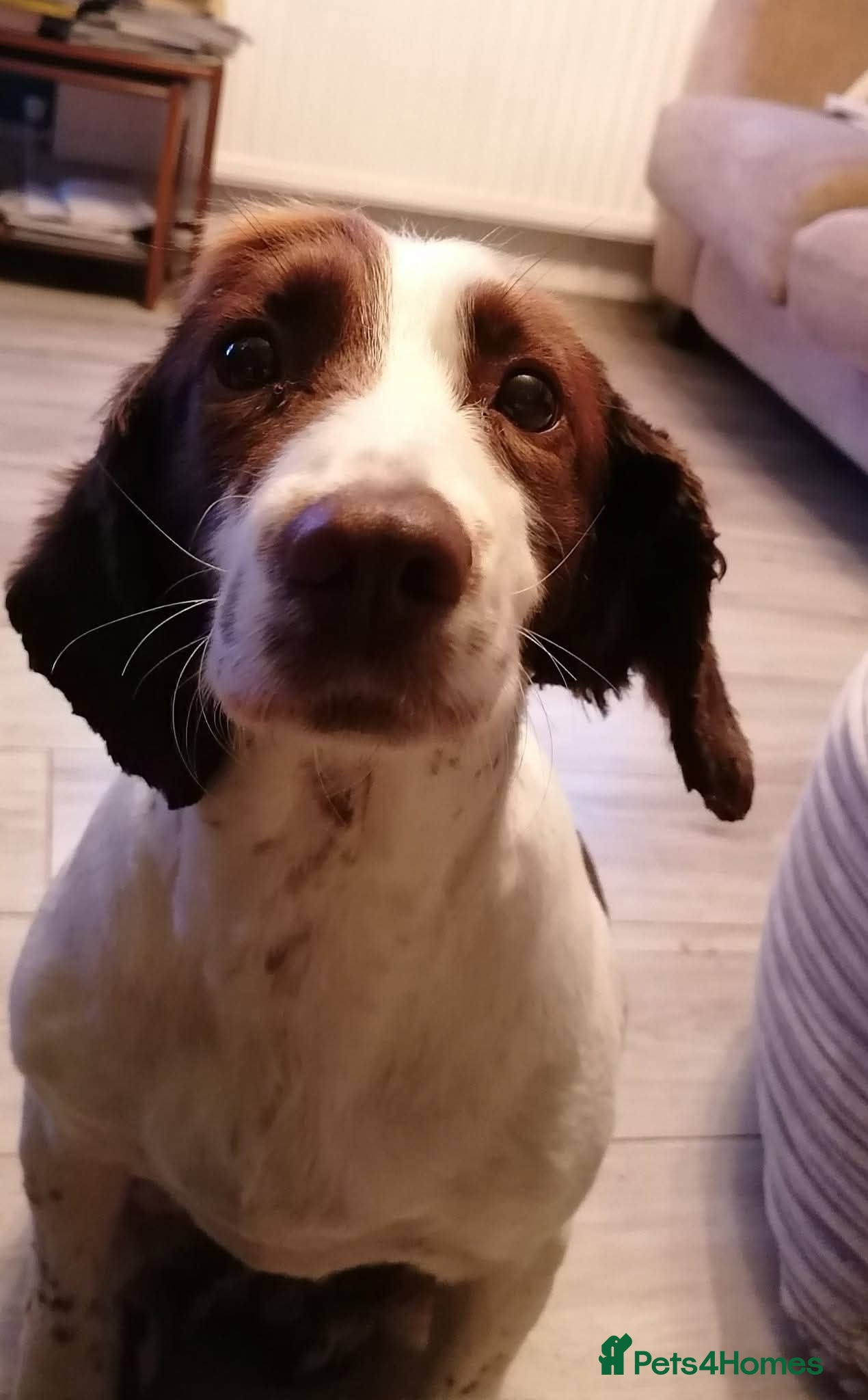 English Springer Spaniel dogs 5 beautiful English springer spaniel puppies  - Advert 15