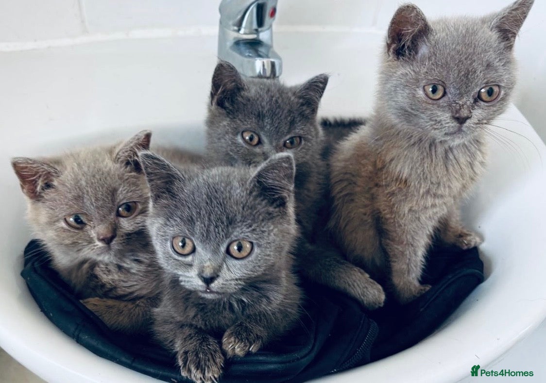 British Shorthair cats British Shorthair Kittens For Sale - Advert 5