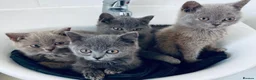British Shorthair cats for sale: British Shorthair Kittens For Sale - Advert 1