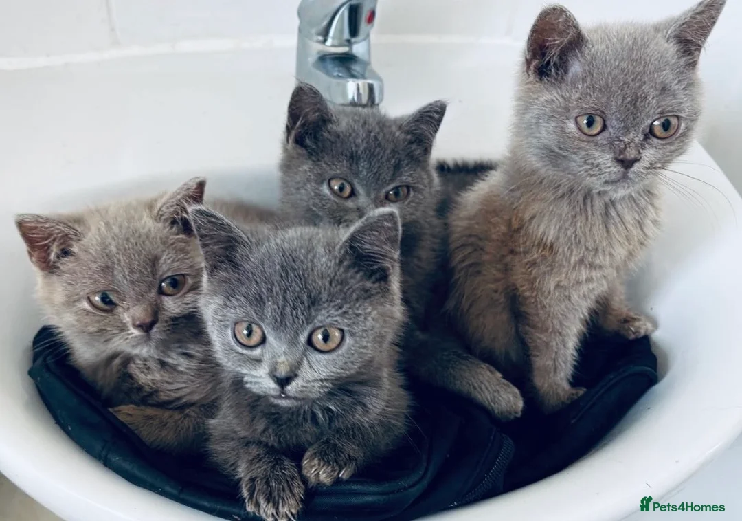 British Shorthair cats for sale: British Shorthair Kittens For Sale - Advert 1