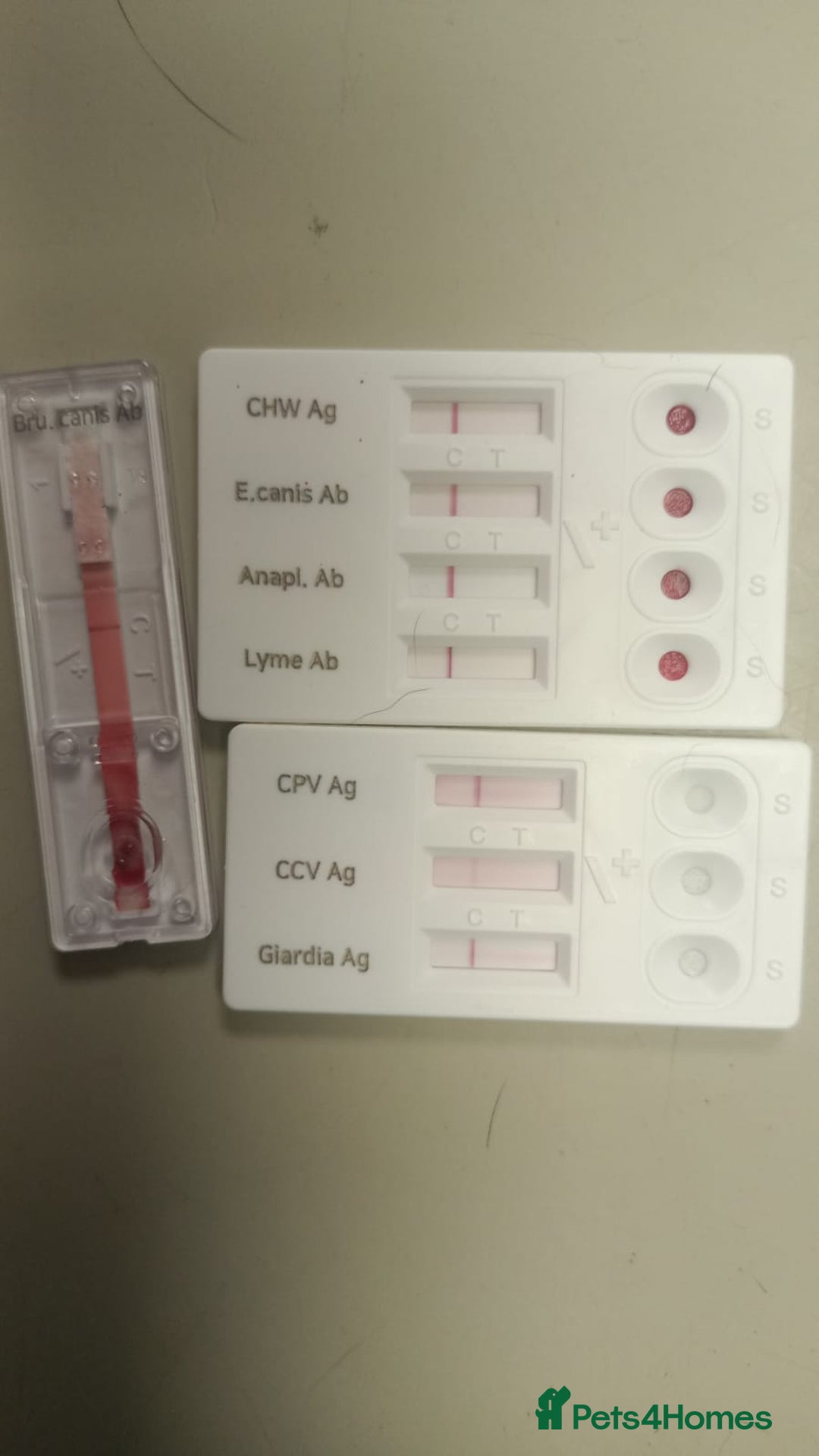 Mixed Breed dogs for adoption: ROCKY – Gentle, Resilient & Ready for Love 🐾 - Advert 11