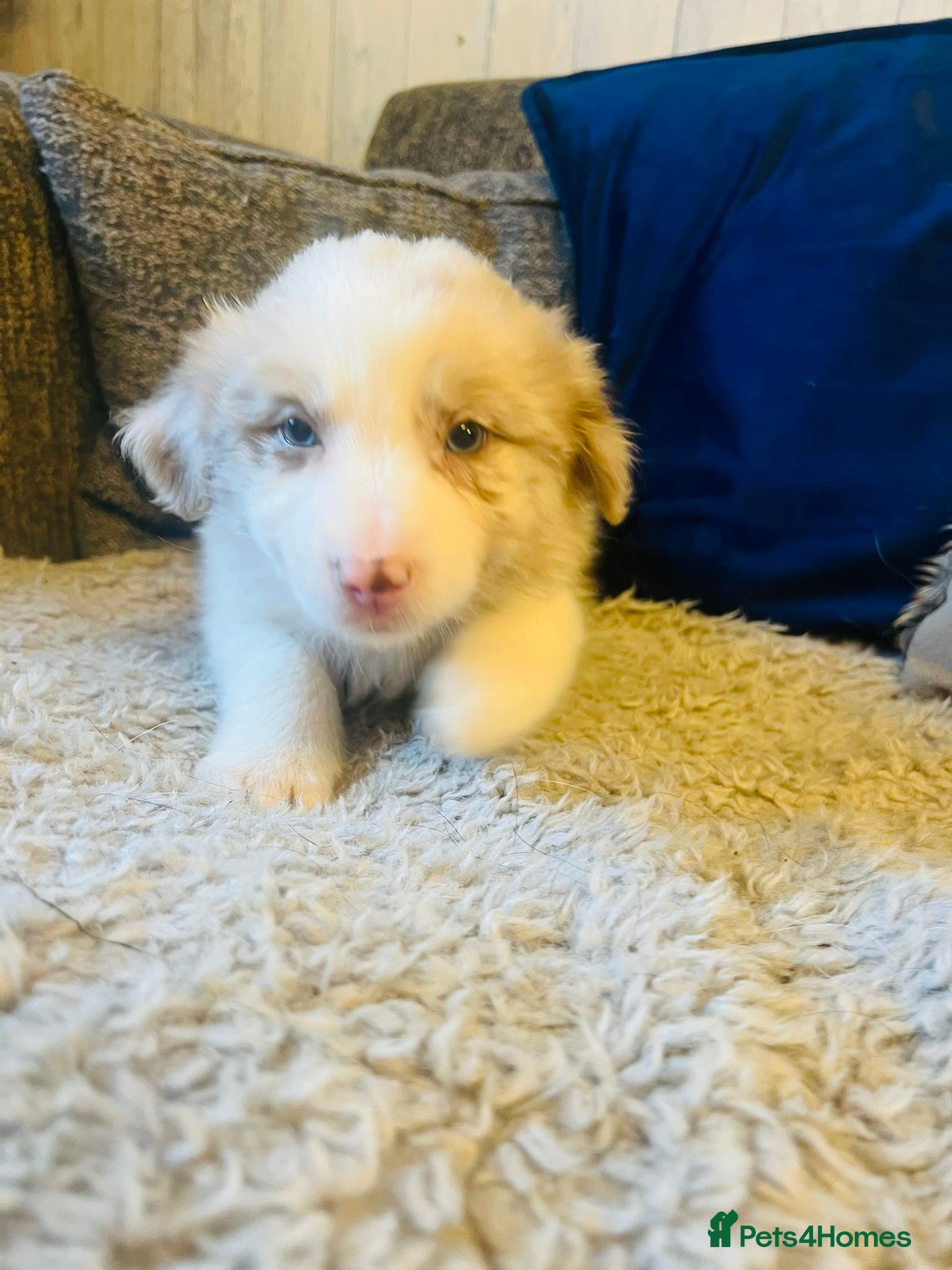 Border Collie dogs (KC reg pending) Border Collie Puppies For Sale - Advert 3