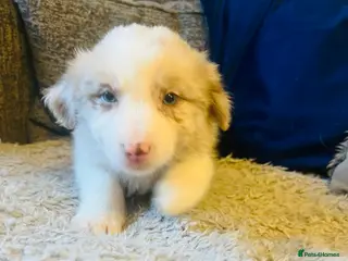 Border Collie dogs (KC reg pending) Border Collie Puppies For Sale - Advert 3