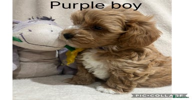 Maltipoo dogs Gorgeous Malshipoo - Advert 1