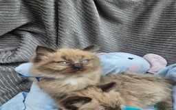 Ragdoll cats for sale: Beautiful Ragdoll Kittens  - Image 17