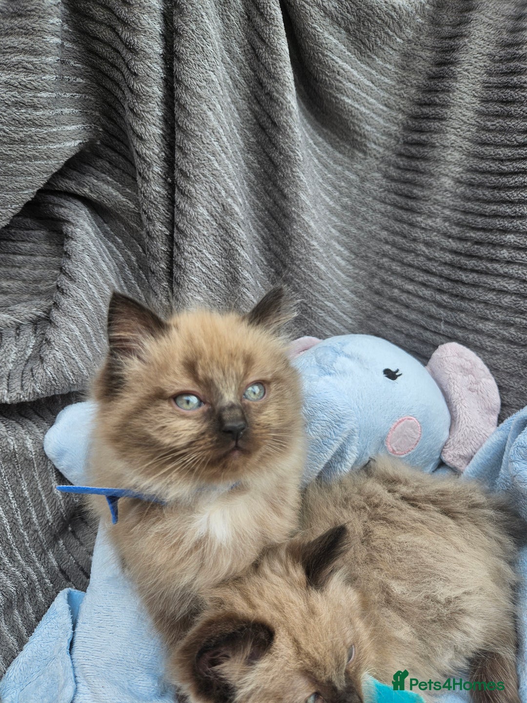 Ragdoll cats for sale: Beautiful Ragdoll Kittens  - Image 17
