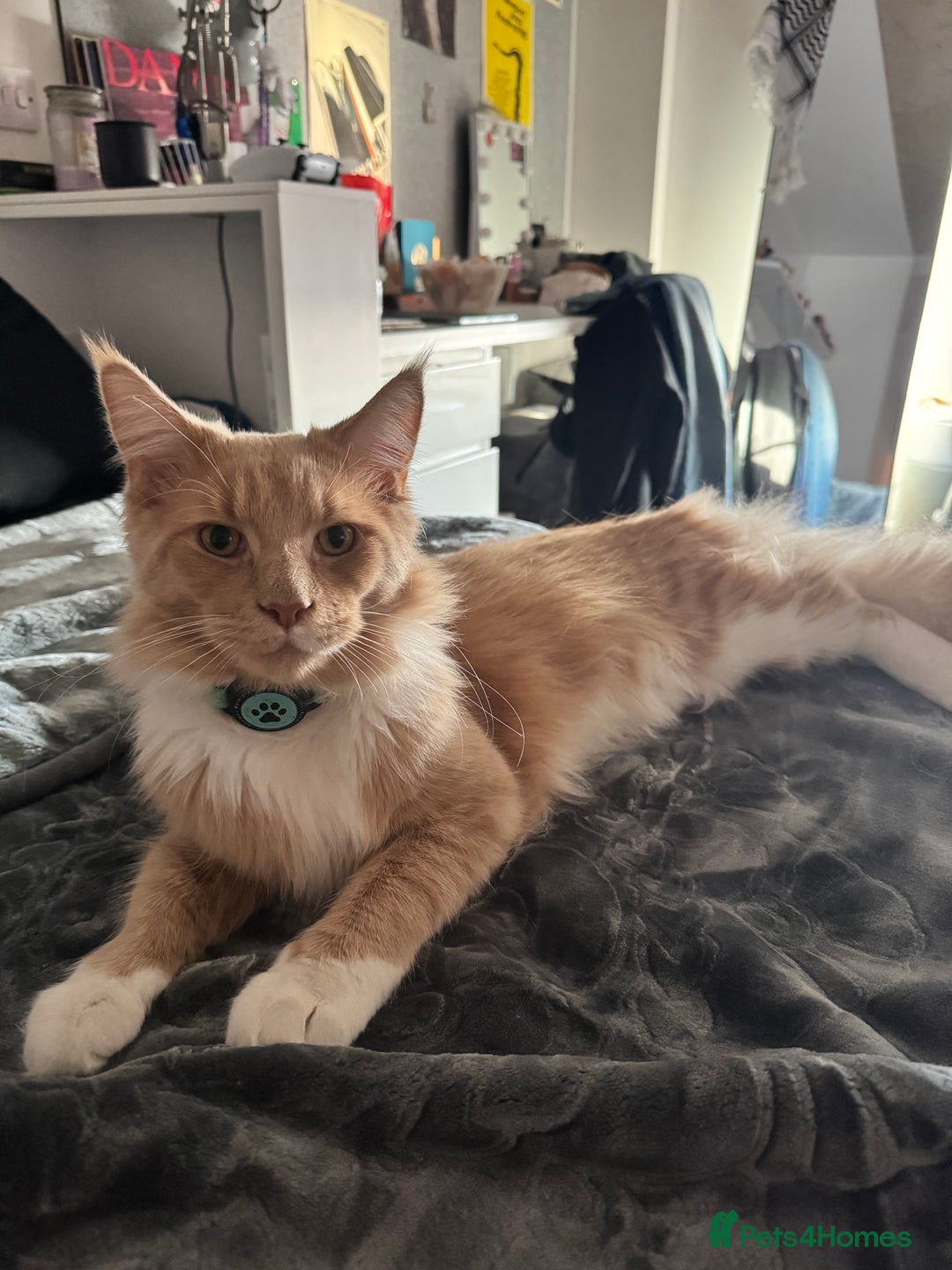 Maine Coon cats for sale: Perfect Young Male Maine coon - Image 1