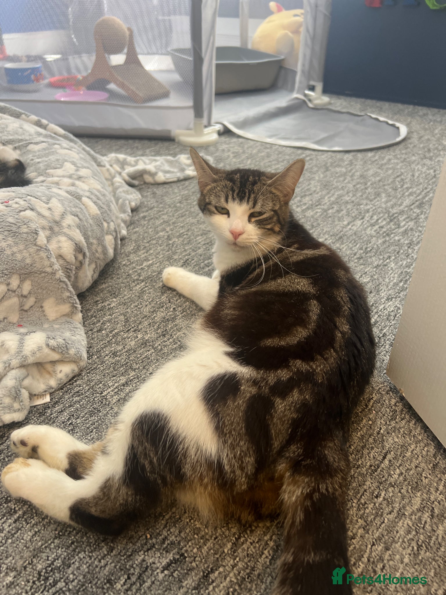 Mixed Breed cats Three tabby kittens for sale, 2 boys and a girl - Advert 4