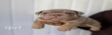English Bulldog 2
