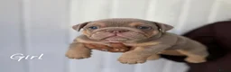 English Bulldog dogs for sale: Beautiful English Bulldog Puppies in Birmingham - Advert 4