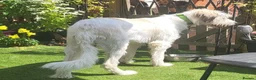 Mixed Breed dogs for adoption: RAYNA - Advert 8