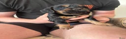 Cocker Spaniel dogs for sale: Stunning Litter Of Cocker Puppies for sale  in Penrith - Advert 7