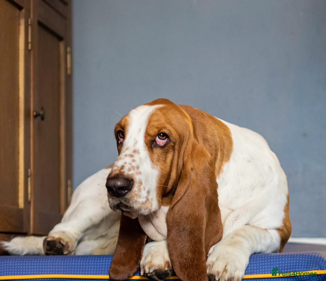 Basset Hound dogs for stud: Kc reg red and white proven Basset for stud in Cullompton - Advert 3