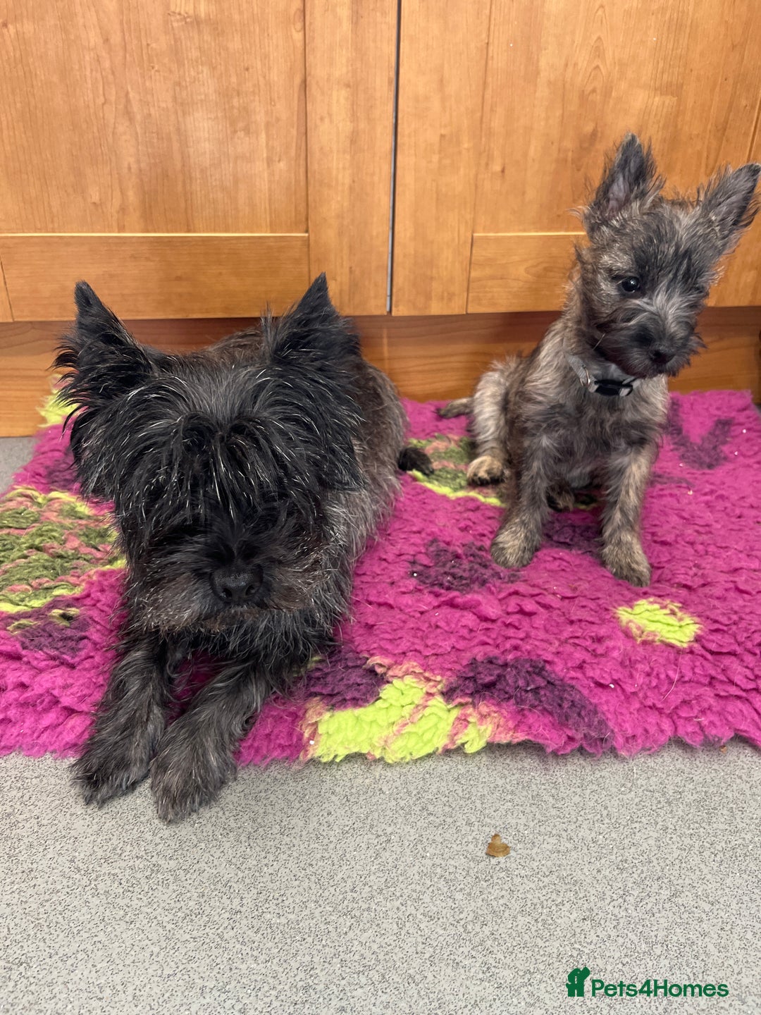 Cairn Terrier dogs for sale: Adorable Cairn Terrier Boy - Image 7