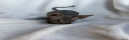 Sphynx cats for sale: Gorgeous stripped Sphynx kittens - Advert 3