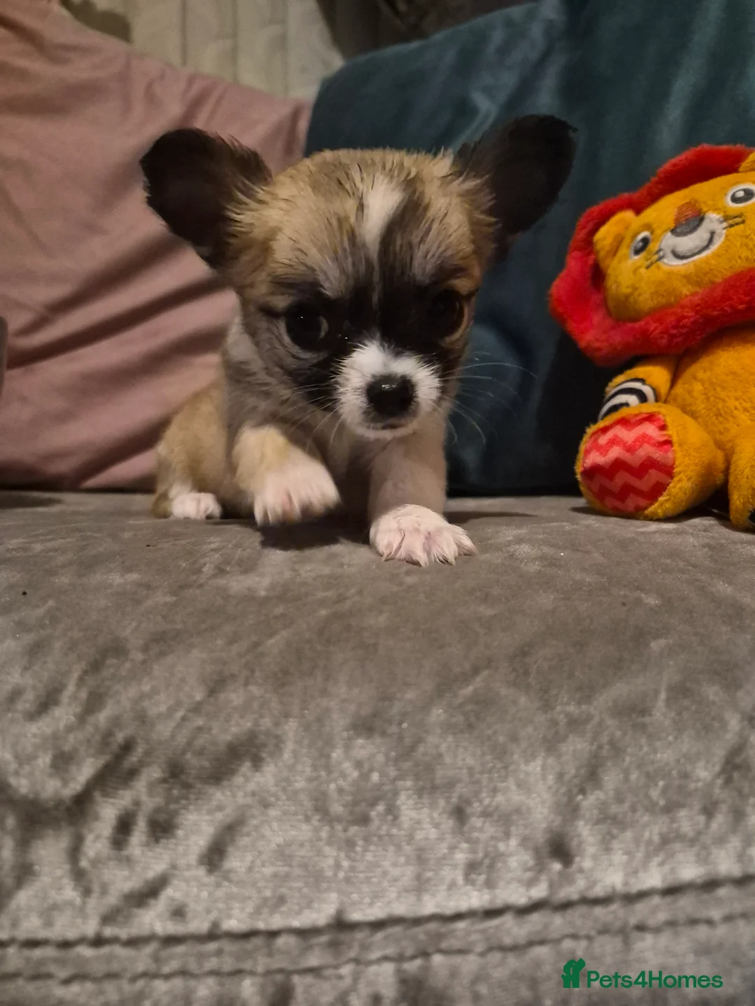 Chihuahua dogs for sale: Pure Chihuahua puppies  - Advert 15