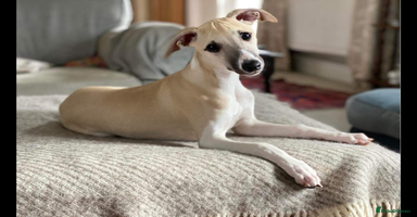 Whippet dogs - Advert 6
