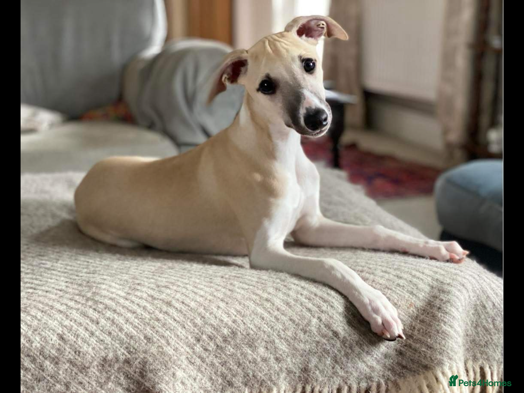 Whippet dogs for sale: Top quality pups due October - Image 2