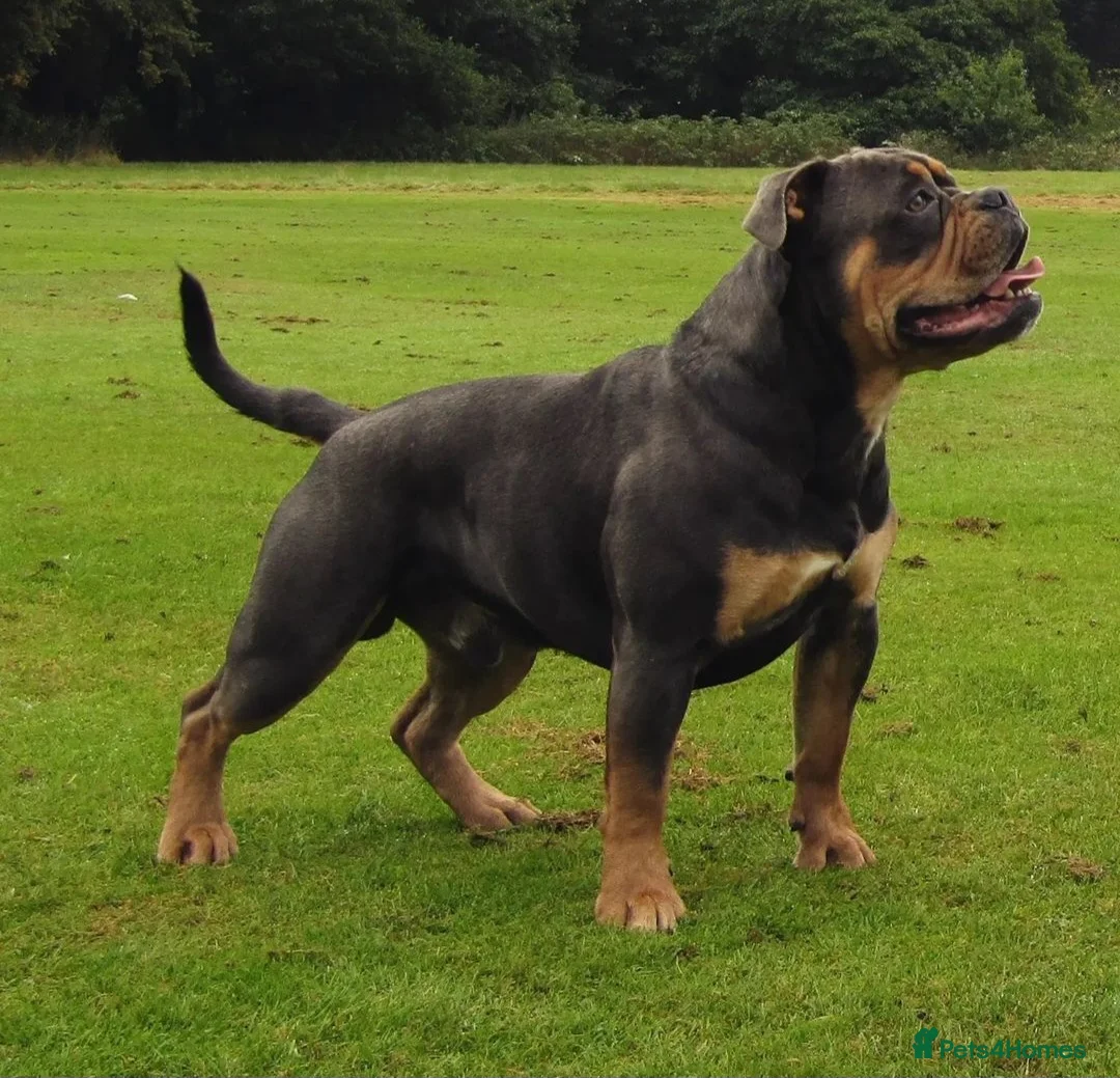 Olde English Bulldogge dogs for stud: 🏆SPIKE🏆 NEBBR Champion Olde English Bulldog in Nottingham - Advert 6