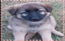 German Shepherd dogs for sale: 6 baby bears - Image 29