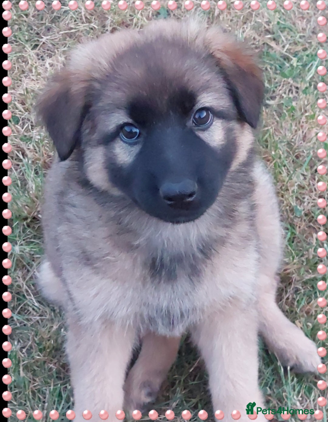 German Shepherd dogs for sale: 6 baby bears - Image 29