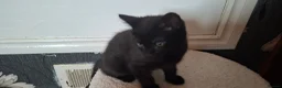 Mixed Breed cats for sale: Kitten for sale in Glenrothes - Advert 3