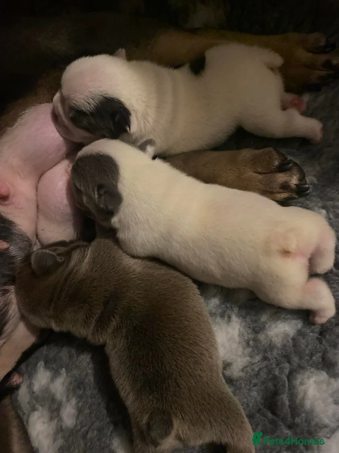 French Bulldog dogs for stud:  💥Amazing structure and quality! in Ebbw Vale - Advert 38