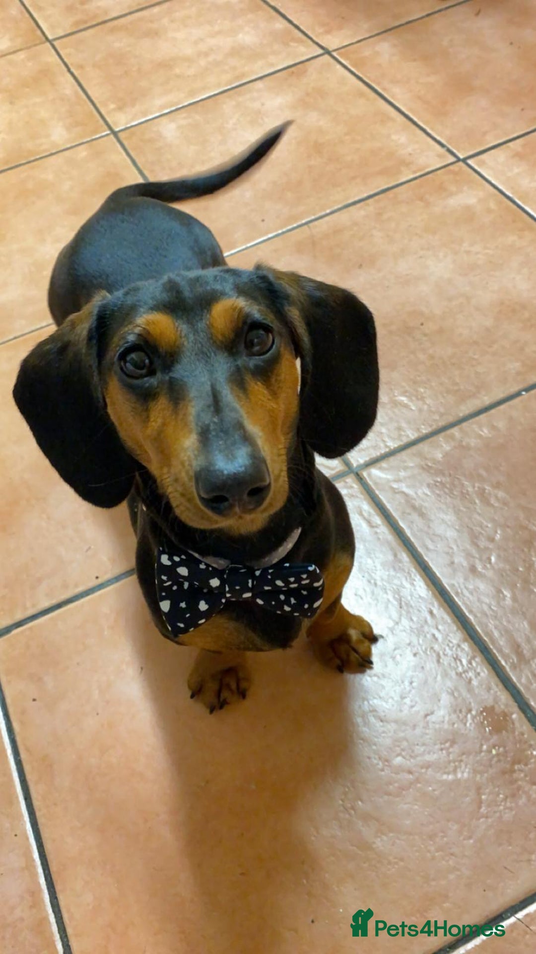 Miniature Dachshund dogs for sale: Outstanding Quality True miniature dachshunds - Advert 3