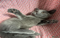 Brazilian Shorthair cats for sale: British shorthair 13 weeks old - Image 7