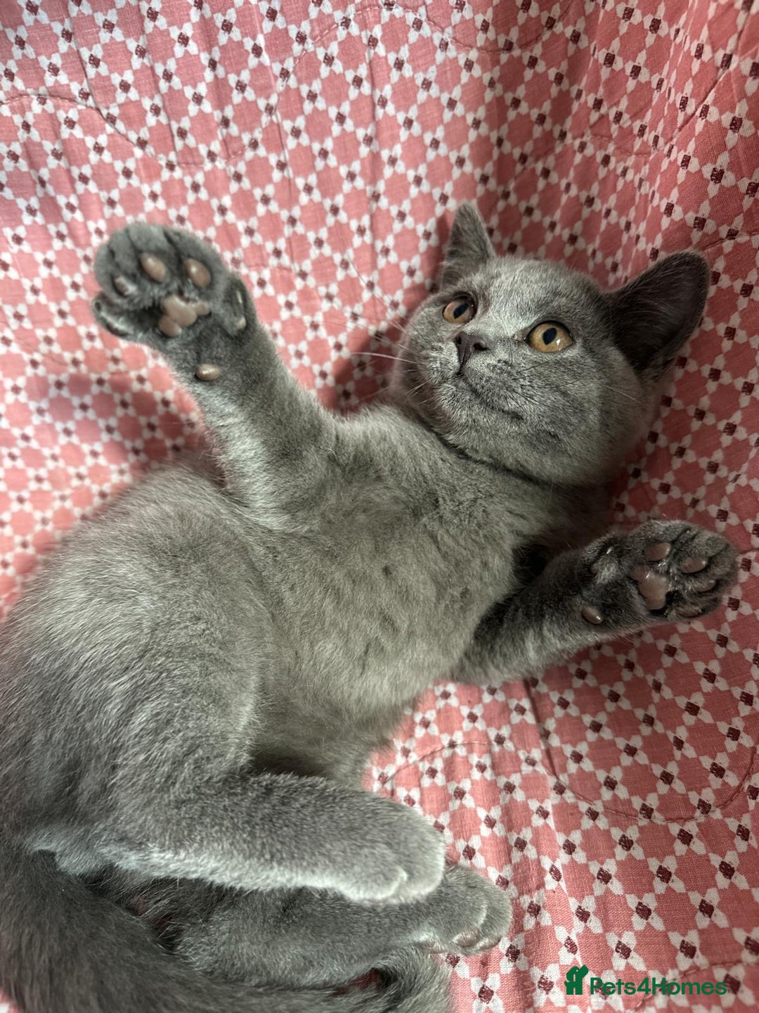 Brazilian Shorthair cats for sale: British shorthair 13 weeks old - Image 7