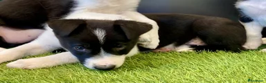 Border Collie 2