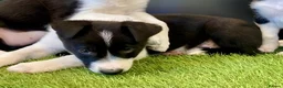 Border Collie dogs for sale: Border Collies puppies available  - Advert 2