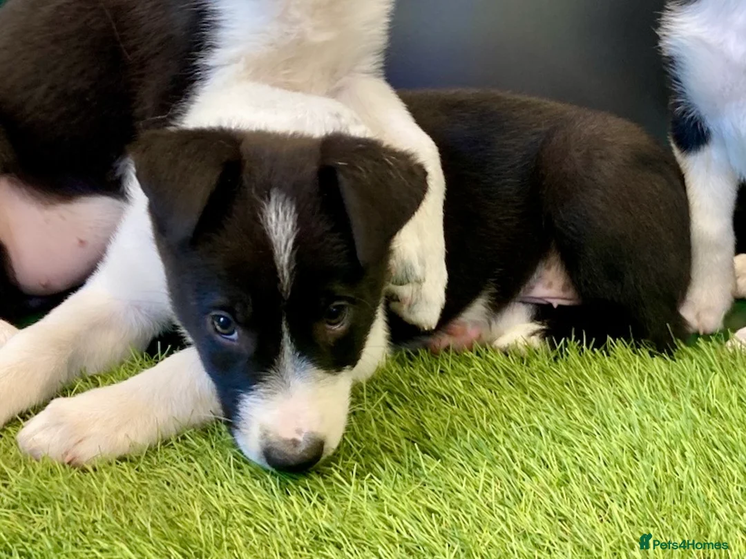 Border Collie dogs for sale: Border Collies puppies available  - Advert 2