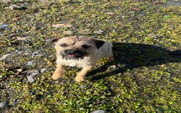 Border Terrier dogs for stud: Pedigree border terrier stud available  - Image 2