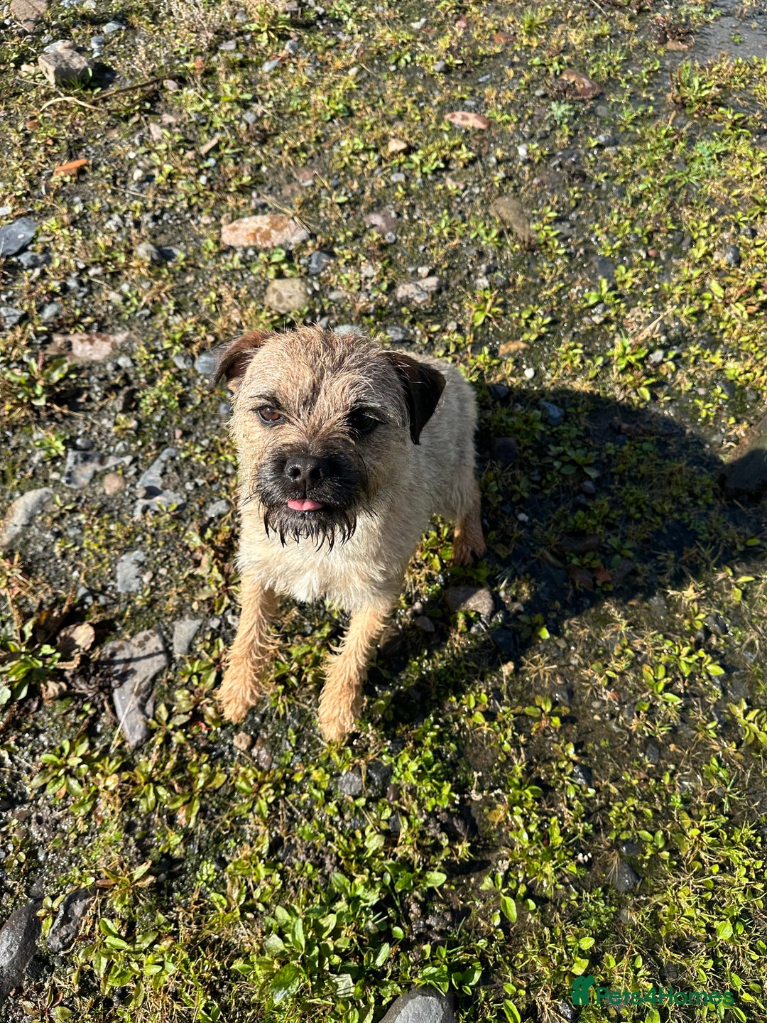 Border Terrier dogs for stud: Pedigree border terrier stud available  - Image 2