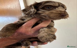 Cockapoo dogs for sale:  f1b chocolate and chocolate merle puppies  - Image 4