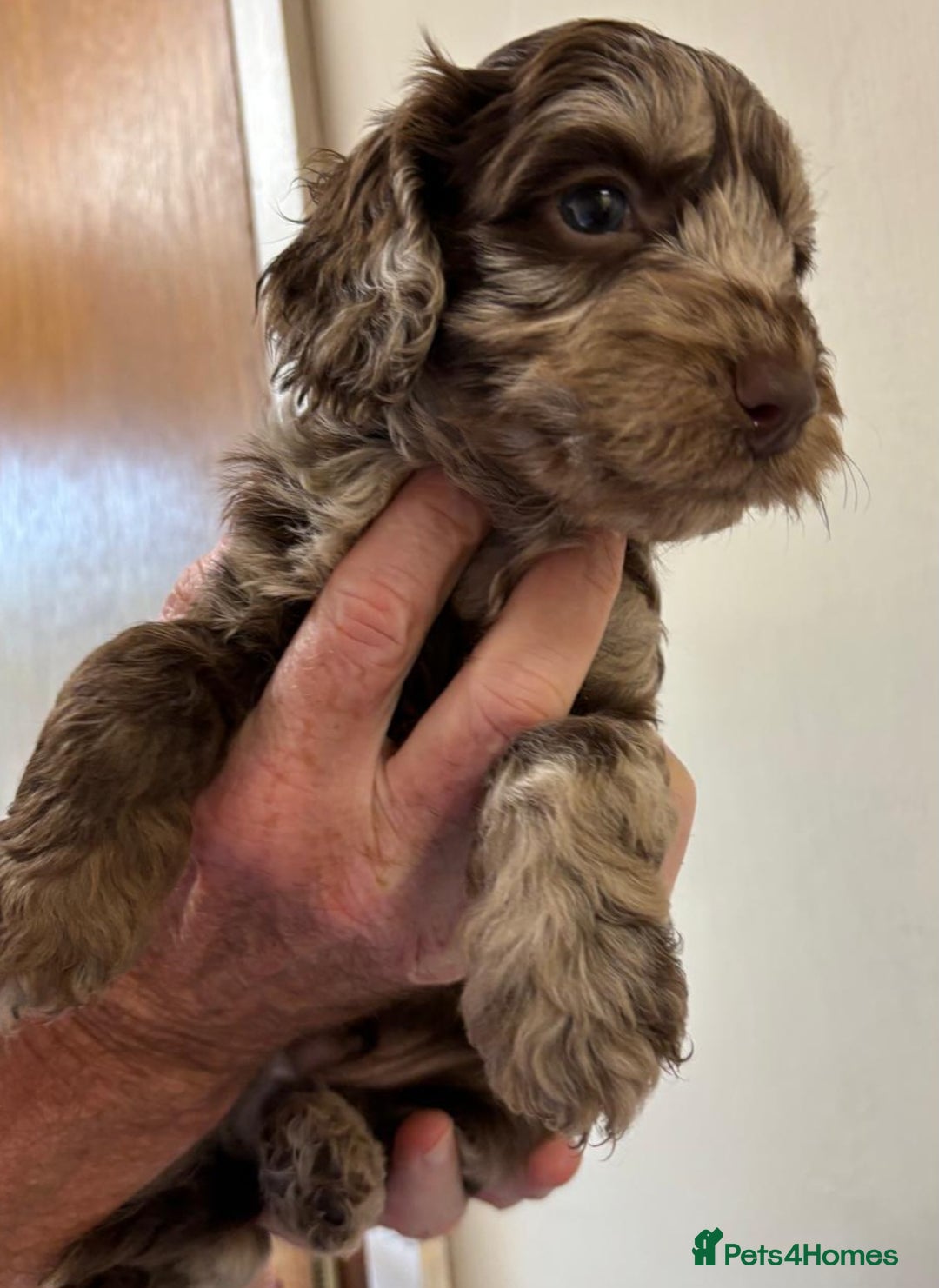 Cockapoo dogs for sale:  f1b chocolate and chocolate merle puppies  - Image 4