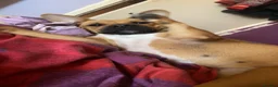 Mixed Breed dogs for sale: Looking for new home. in Ashton-under-Lyne - Advert 3