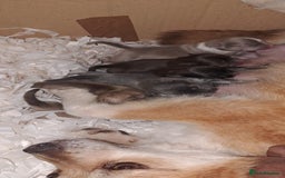 Pomsky dogs for sale: Stunning F4 Pomsky pups  - Image 2