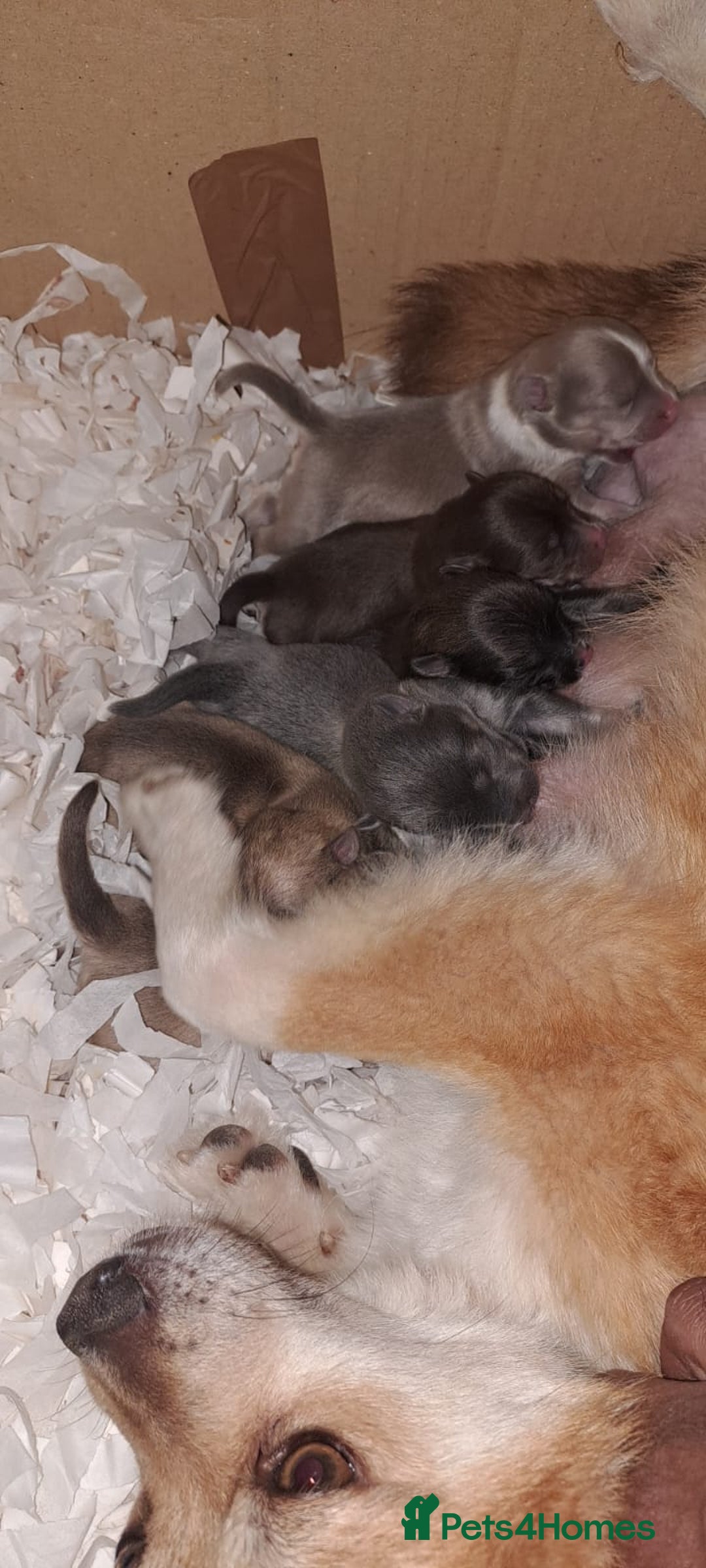 Pomsky dogs for sale: Stunning F4 Pomsky pups  - Image 2