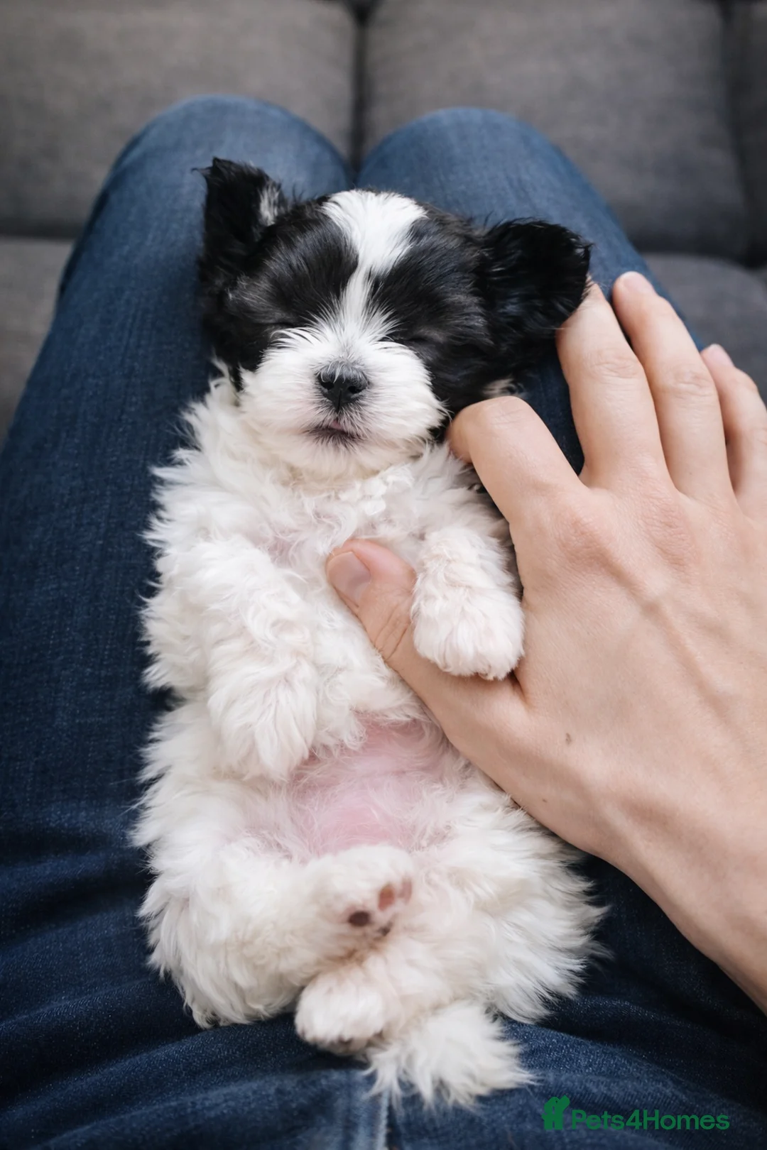 Maltipoo dogs for sale: Rare True Asian Teddy-Bear Maltipoo Puppies  - Advert 4